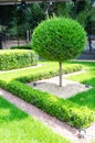 Tree trimmed in the shape of a ball and geometrically trimmed bushes. Topiary Royalty Free Stock Photo