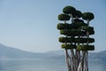 A tree trimmed in a special way against the backdrop of a sea bay Royalty Free Stock Photo