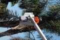 Tree Trimmer