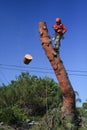 Tree trimmer cutting wood off pine tree Royalty Free Stock Photo