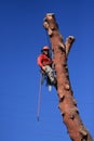 Tree trimmer hanging on pine tree Royalty Free Stock Photo