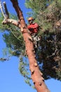 Tree trimmer on hooks in pine tree