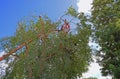 Tree trimmer prunning branches high up in a Chinese Elm tree.