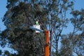 Tree trimmer sawing branches in bucket lift at work