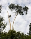 Tree trimmer standing on a tree