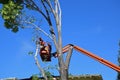 Tree trimmers removing branches high up in an Ash tree.