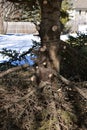 Tree trimming of branches on a pine Royalty Free Stock Photo