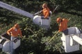 Tree-trimming crew