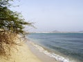 Tree on tropical beach with white sand, Cape Verde Royalty Free Stock Photo