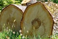 Tree truncks drying before departure to the sawmill.