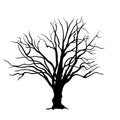 Leafless tree isolated editable Royalty Free Stock Photo