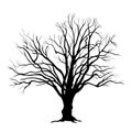 Tree branches leafless Royalty Free Stock Photo