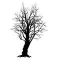 Tree branches without leaves Royalty Free Stock Photo