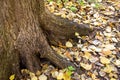 Tree trunk Royalty Free Stock Photo