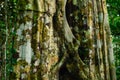Tree trunk of the amazon rainforest