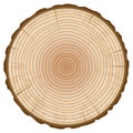 Tree Trunk Annual Rings Section