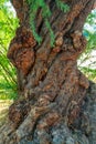 Tree trunk in Arizona and north america with green leaves and winding twisting wooden stalks in midday shade Royalty Free Stock Photo