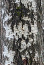 Tree trunk. Background from a tree bark. Birch