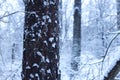Tree trunk on a background of a snowy forest. Winter Royalty Free Stock Photo