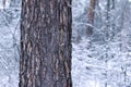 Tree trunk on a background of a snowy forest. Winter Royalty Free Stock Photo