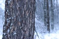 Tree trunk on a background of a snowy forest. Winter Royalty Free Stock Photo