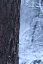 Tree trunk on a background of a snowy forest. Winter Royalty Free Stock Photo