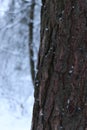 Tree trunk on a background of a snowy forest. Winter Royalty Free Stock Photo