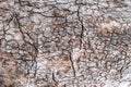 Tree trunk background texture. Blank dry wooden surface for backdrop. Detail, copy space