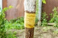 Tree trunk with the bandage impregnated with tar. Protection against ants which destroy a trunk of a fruit tree. The concept of