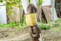 Tree trunk with the bandage impregnated with tar. Protection against ants which destroy a trunk of a fruit tree. The concept of