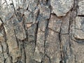 Tree (trunk) bark background texture abstract pattern Royalty Free Stock Photo
