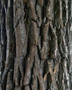 close up tree bark texture. old texture background. tree crust Royalty Free Stock Photo