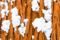 Tree trunk bark covered in bits of fluffy snow in a forest after a snow storm. Evergreen tree trunk in bright brown orange colours