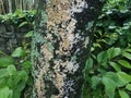 Tree trunk and bark with green and white lichen Royalty Free Stock Photo