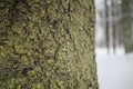 tree trunk bark macro texture background photo winter snow forest wild nature Royalty Free Stock Photo