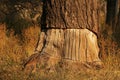 TREE TRUNK WITH BARK REMOVED