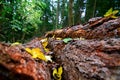 Tree trunk bark surface rough crevices detail texture background Royalty Free Stock Photo