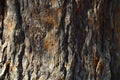 Tree Trunk Bark