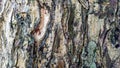 Tree trunk bark, texture suitable for background. Royalty Free Stock Photo