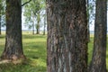 Tree trunk Royalty Free Stock Photo