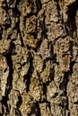 Tree Trunk from a Beatiful Arizona Tree Royalty Free Stock Photo