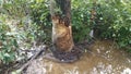 tree trunk with beaver bite marks and mud and water Royalty Free Stock Photo