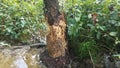 tree trunk with beaver bite marks and mud and water Royalty Free Stock Photo
