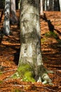 Tree Trunk of a Beech in Autumn