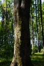 Tree trunk in beech forest in summer Royalty Free Stock Photo