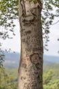 Tree trunk of a beech tree with scratched graffiti against a hilly background Royalty Free Stock Photo