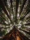 Tree trunk from below in redwood forest