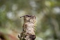 Tree trunk with a bent nail embedded in it, with a blurred forest background Royalty Free Stock Photo