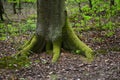 Tree trunk with big roots