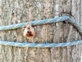 Tree trunk with blue rope and cicada skin